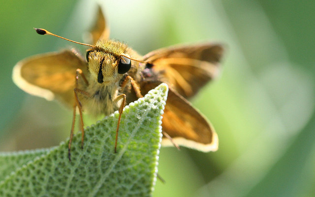 16 Little Bugs Who Love You And Believe In You