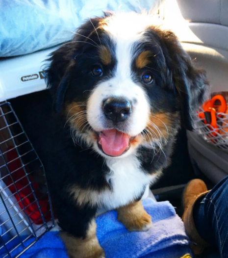 This photogenic pooch who might be the cutest puppy in the history of all puppies everywhere.