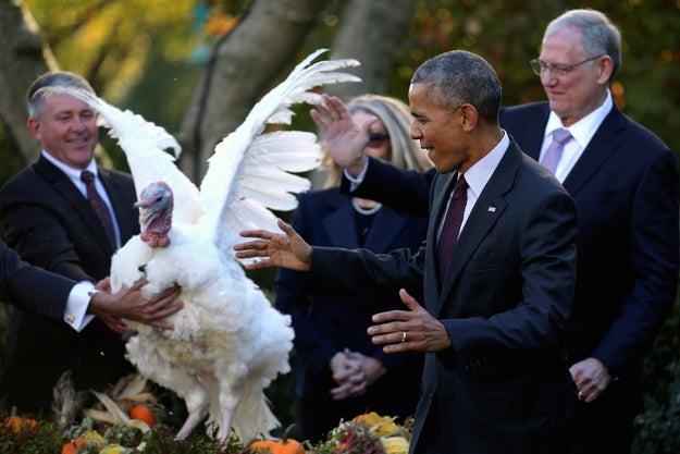 "Of course, Thanksgiving is a family holiday as much as a national one," Obama said at Wednesday's ceremony, "so for the past seven years I've established another tradition: Embarrassing my daughters with a corny-copia of dad jokes about turkeys."