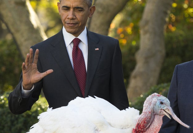 As part of his constitutional* duties, the president pardons two turkeys to celebrate the Thanksgiving holiday and gives a speech laden with cringe-worthy puns.