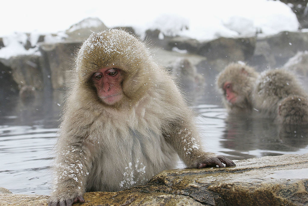 Купание обезьяны в теплой хоккей. Парк снежных обезьян Джигокудани. Японские макаки в горячих источниках. Обезьянки в горячем источнике. Обезьяны в термальных источниках.