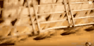 閲覧注意 無限ループで見ちゃう禁断のgif画像 14選