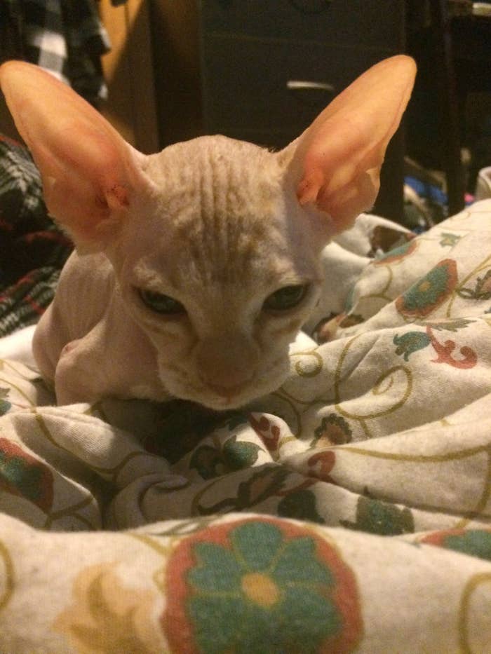 Someone In Alberta Is Shaving Kittens And Selling Them As Hairless