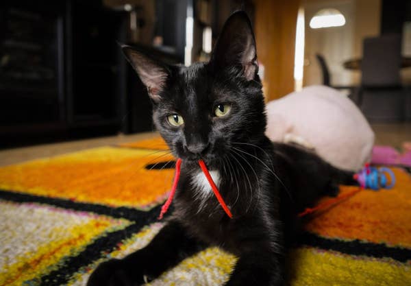 Someone In Alberta Is Shaving Kittens And Selling Them As Hairless