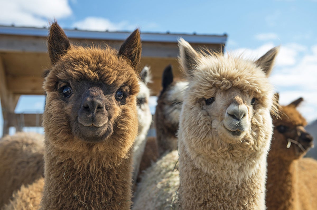アルパカはモフモフしているけど うまそうな顔 肉の食通に話を聞きました