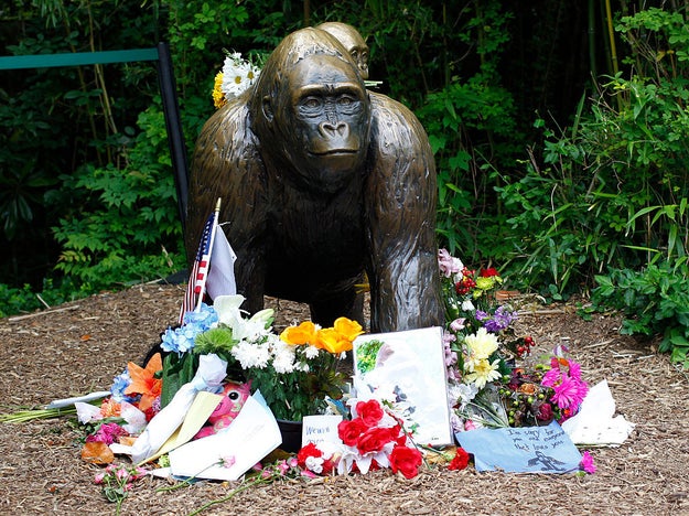 El zoológico de Cincinnati se vio bajo fuego por sedar al gorila Harambe.