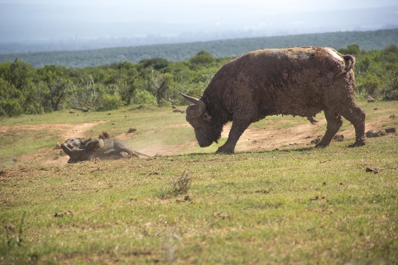 A Mother Elephant Didn't Actually Beat Up A Buffalo For Hurting Her Baby