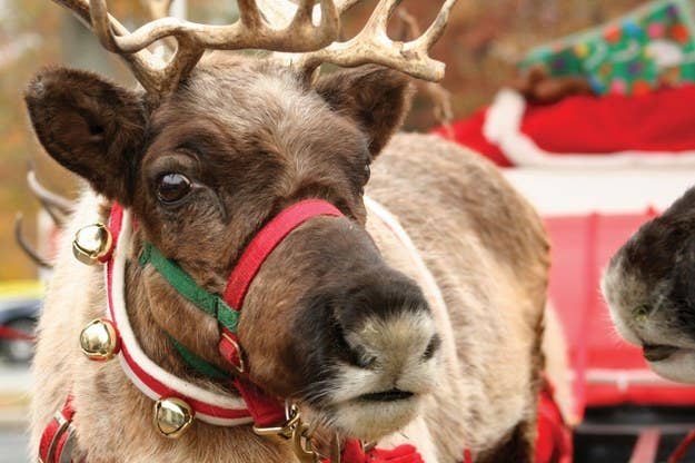 Image result for santa's reindeer