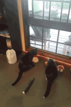 ネコ Vs きゅうり のバトルが面白すぎてやばい