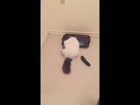 ネコ Vs きゅうり のバトルが面白すぎてやばい