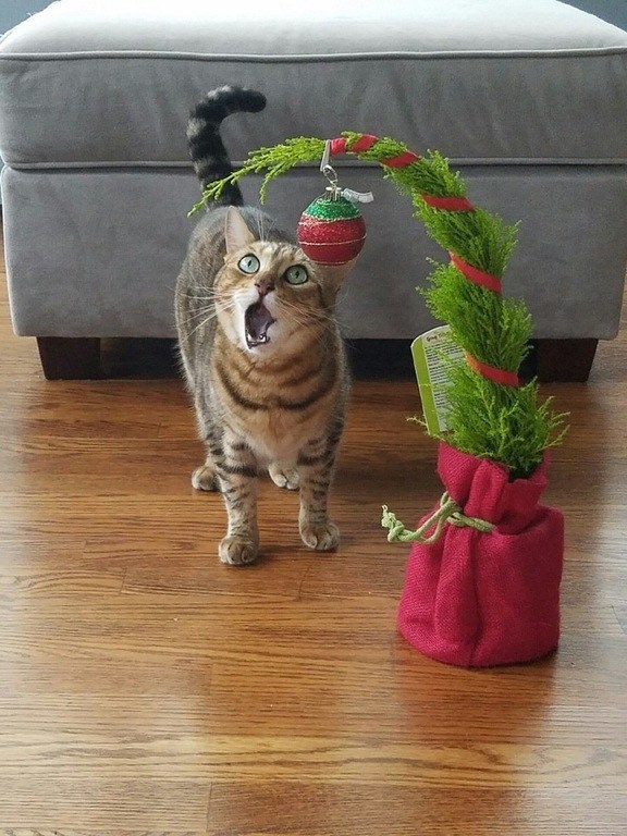 18 Cats Who Are Really, Really Excited About Christmas Trees Sub-buzz-12385-1480438917-8