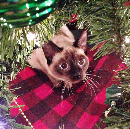 18 Cats Who Are Really, Really Excited About Christmas Trees Sub-buzz-14279-1480439226-6