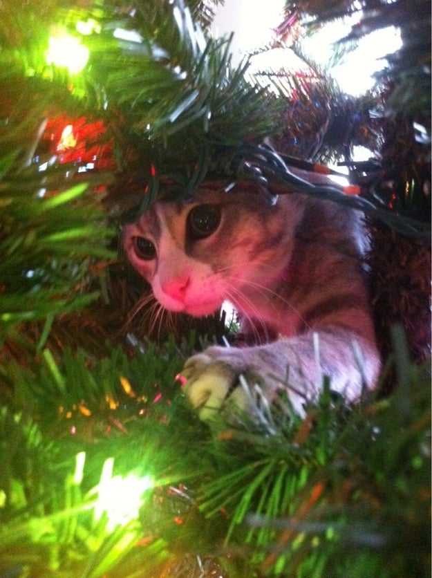 18 Cats Who Are Really, Really Excited About Christmas Trees Sub-buzz-14292-1480439137-2