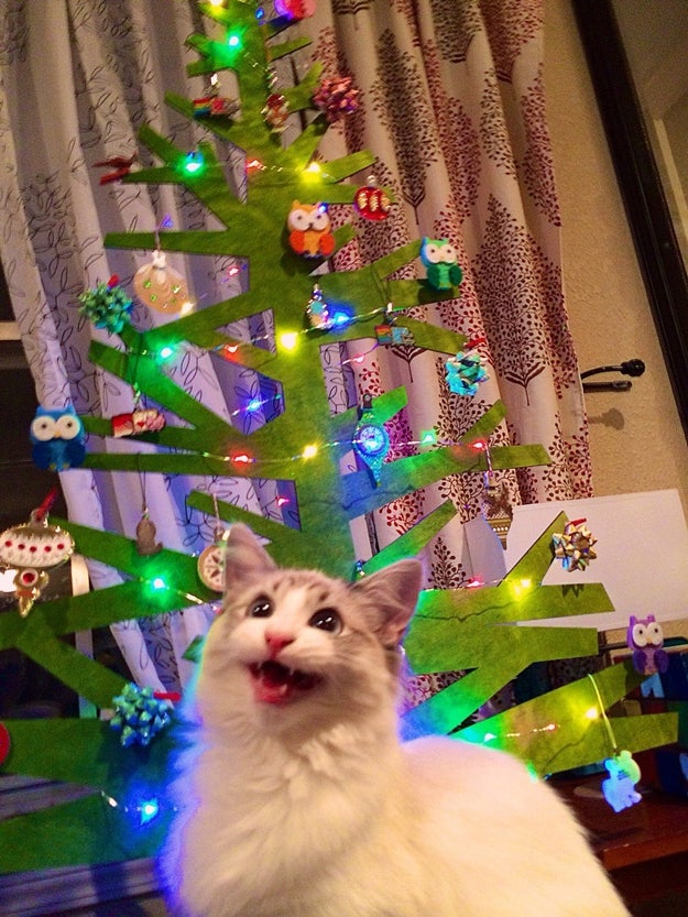 18 Cats Who Are Really, Really Excited About Christmas Trees Sub-buzz-19003-1480439513-2