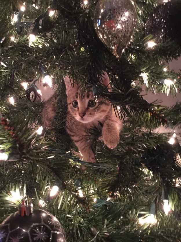 18 Cats Who Are Really, Really Excited About Christmas Trees Sub-buzz-1607-1480439333-11