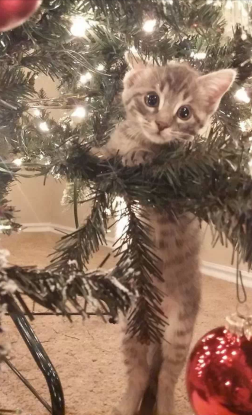 18 Cats Who Are Really, Really Excited About Christmas Trees Sub-buzz-1629-1480439071-1