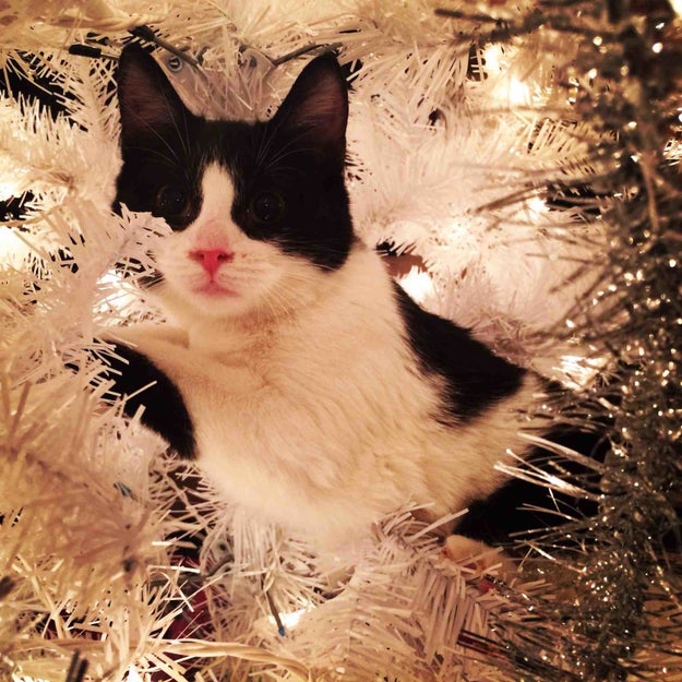 18 Cats Who Are Really, Really Excited About Christmas Trees Sub-buzz-6230-1480439432-1