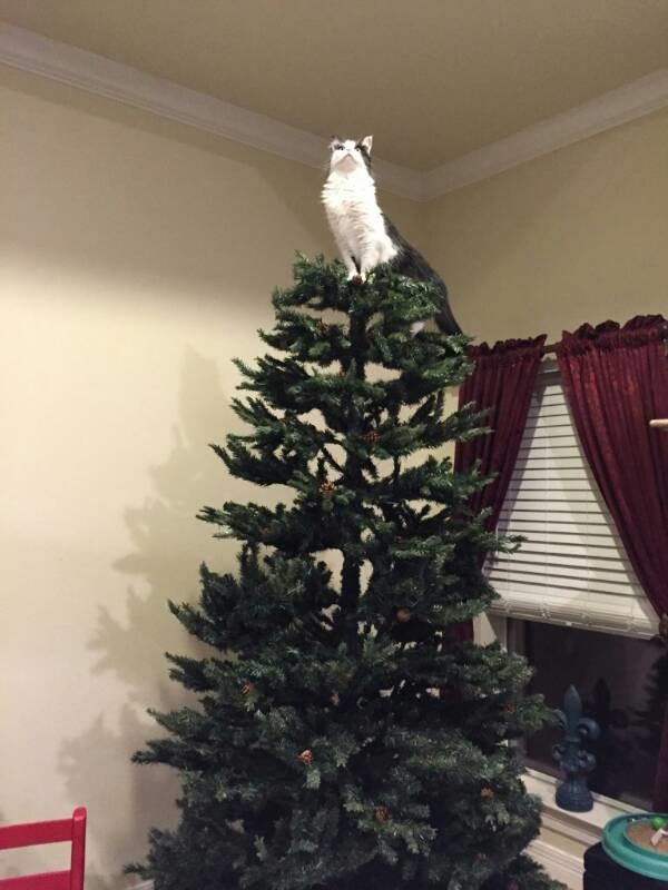 18 Cats Who Are Really, Really Excited About Christmas Trees Sub-buzz-6311-1480439593-2