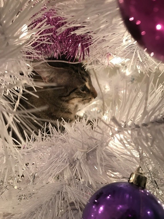 18 Cats Who Are Really, Really Excited About Christmas Trees Sub-buzz-6329-1480439400-1