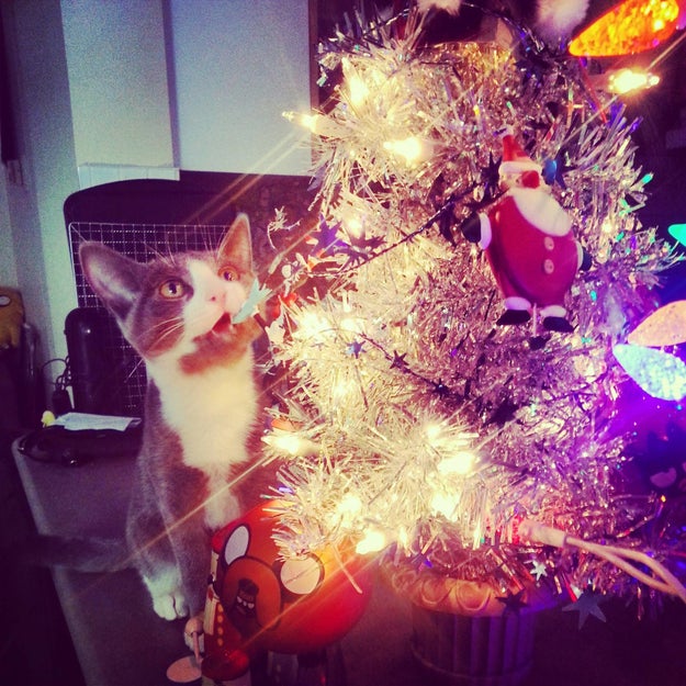 18 Cats Who Are Really, Really Excited About Christmas Trees Sub-buzz-11153-1480438958-7