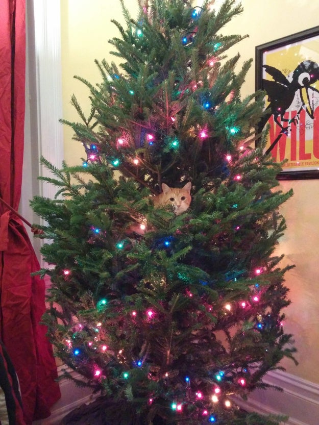 18 Cats Who Are Really, Really Excited About Christmas Trees Sub-buzz-11177-1480439198-9
