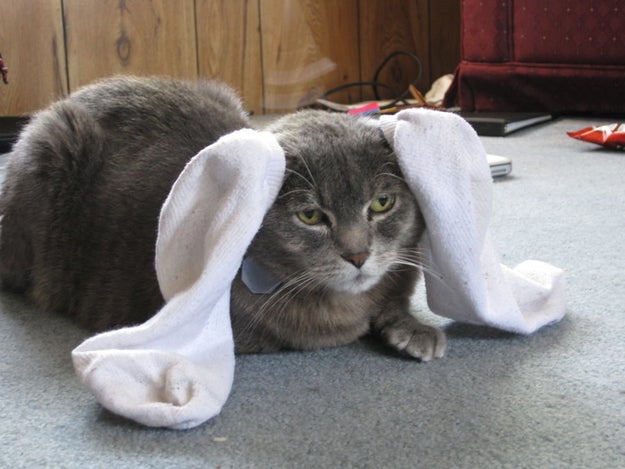 Mantén a tu gato entretenido por horas rellenando un calcetín con nepeta cataria*.