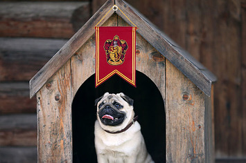 Seu cachorro pertence a qual casa de Hogwarts?
