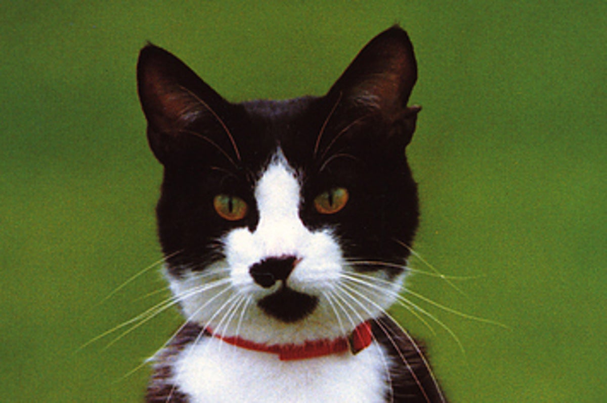 クリントン家のネコ ソックスが史上最高の猫だった15の理由