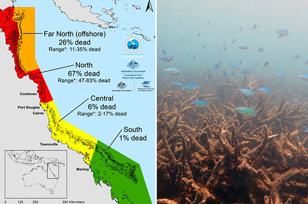 Scientists Confirm Great Barrier Reef Coral Die-Off Is Worst On Record