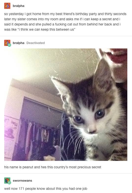 23 Fucking Funny Tumblr Posts About Cats
