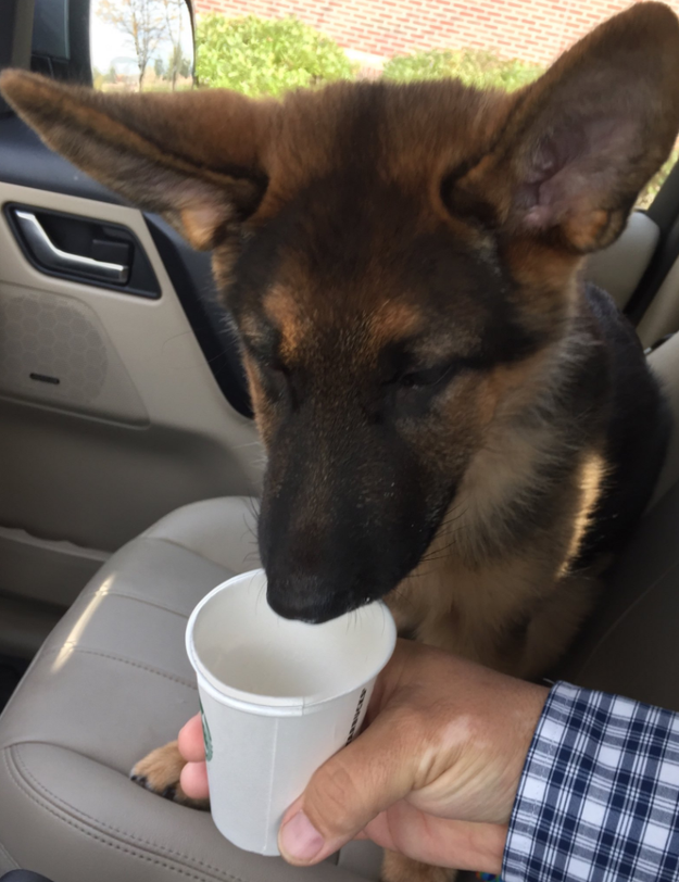 Pup cups, or Puppuccinos, or Barkaccinos, are special drinks Starbucks will make for doggies that are basically water with a lil' dollop of whipped cream on top.
