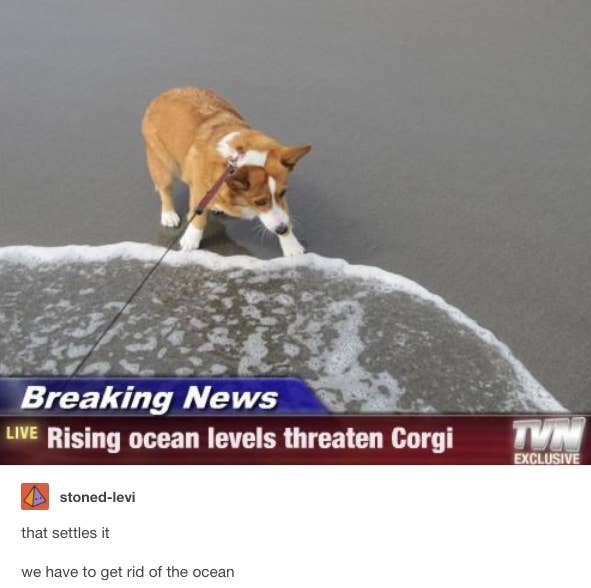 Literally Just A Bunch Of Funny Tumblr Posts About Dogs