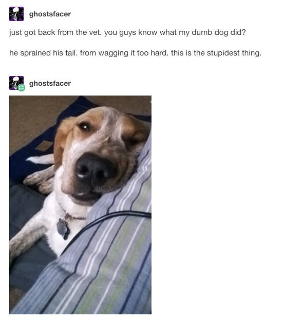 funny dog tumblr