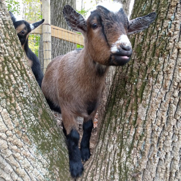 When your friend was like "Don't climb that tree," so of course you climbed the tree.