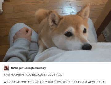 Featured image of post Shiba Inu Cute Tumblr Repost of monkishiba learning more tricks