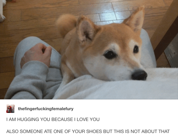 Featured image of post Shiba Inu Puppy Tumblr If you love dogs please do not buy from a puppy mill or a backyard breeder