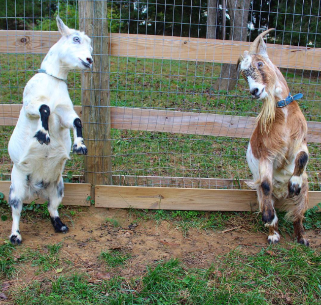 Just 21 Relatable Pictures Of Goats