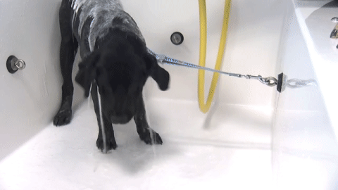 Your pups will need to be groomed their whole life. Starting the grooming process at an early age helps them get used to it so that it becomes more of a positive experience.