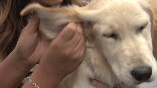 Use a gentle, pet-formulated ear wash to clean the outsides of their ears. Wet a cloth with the solution and carefully wipe the ear clean, making sure to avoid going into the ear canal.
