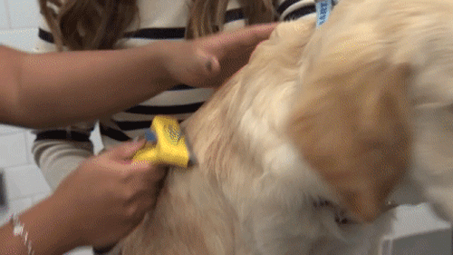 If your dog sheds a lot, use a brush that will help pull up hair from the undercoat as well as the top coat. If they have a light coat, use a light brush for their delicate fur.