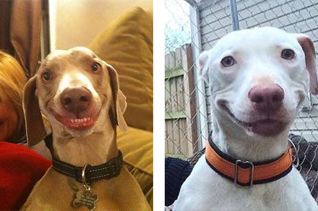 21 Pictures Of Dogs Smiling That Prove The World Is A Good Place