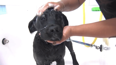Young pups love to play, and getting dirty again is inevitable. Bathe them every four to six weeks to help keep them looking and smelling clean.