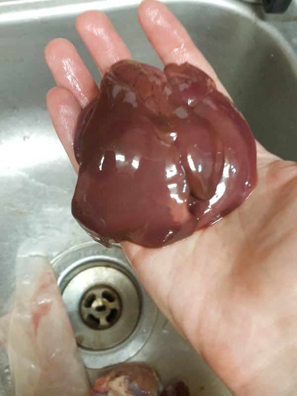 Liver