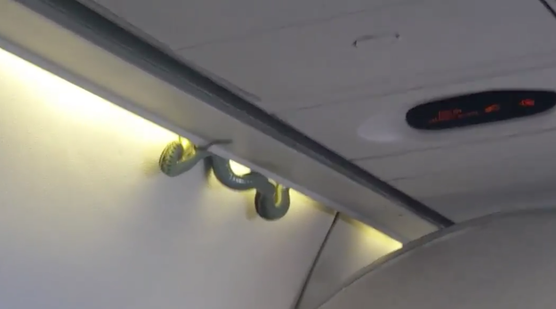 The video shows a green snake hanging from the a gap between the ceiling and the overhead storage compartment.