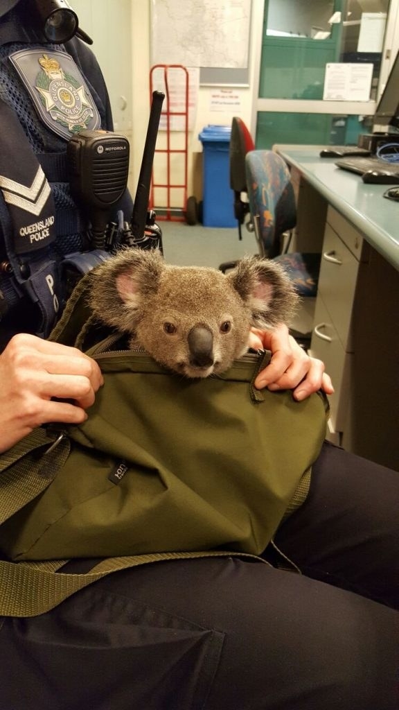 When the Brisbane woman was subsequently arrested, she turned over her canvas bag to officers, explaining there was a joey inside.