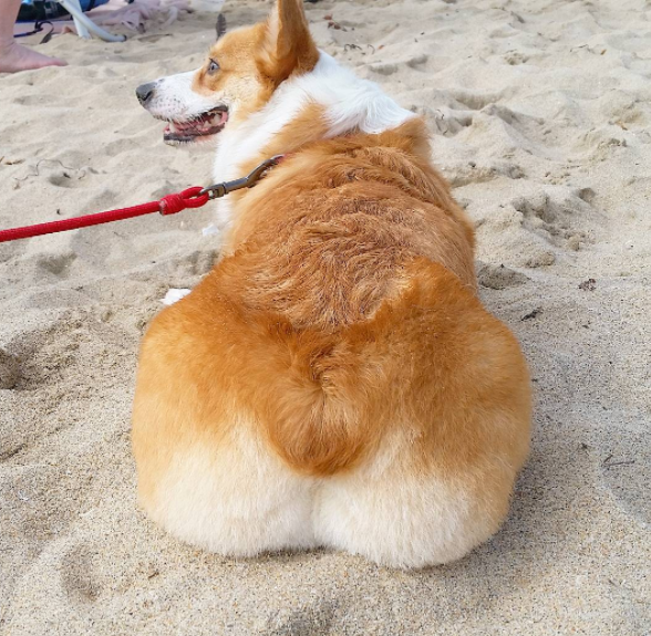 This floofy beach booty.