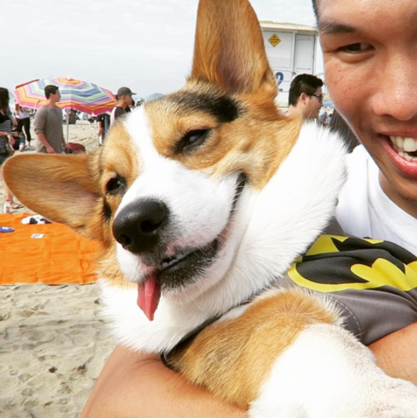 Every year the Huntington Dog Beach in Huntington Beach, CA, hosts a Corgi Beach Day, and it is PERFECT. Just look at all these beautiful beach babes.