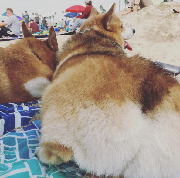 This bodacious butt.