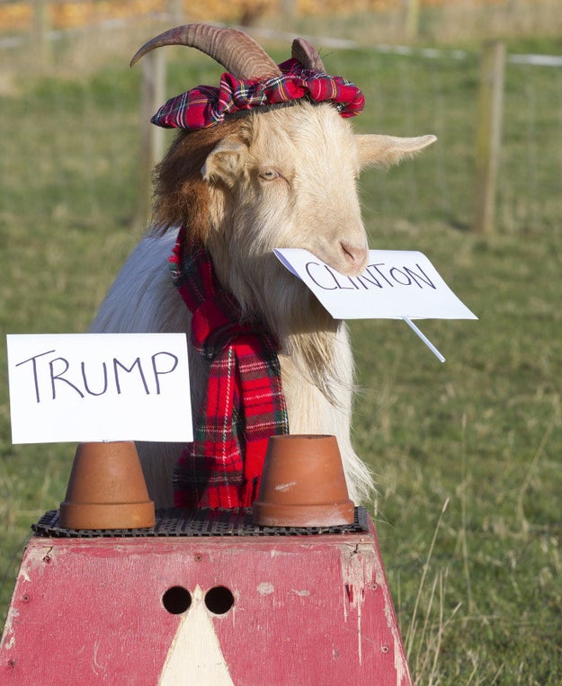 Boots the Goat: Hillary Clinton Wins!