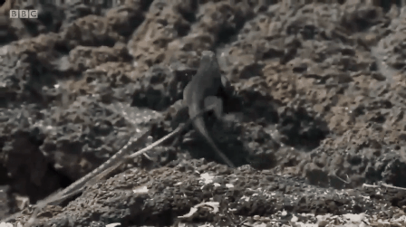 Esta iguana fugindo das cobras é a nova heroína da internet
